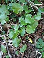 Ficaire - Ficaria verna (2)